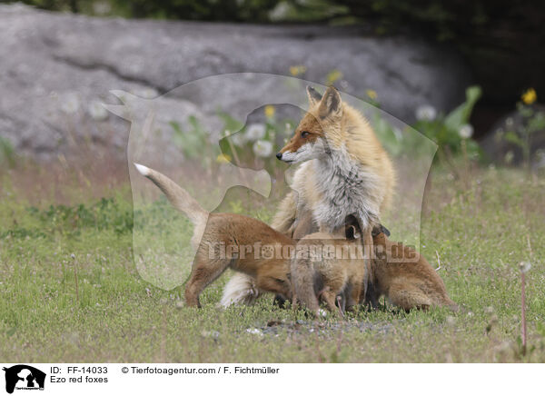 Ezo red foxes / FF-14033