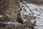 Ezo red fox