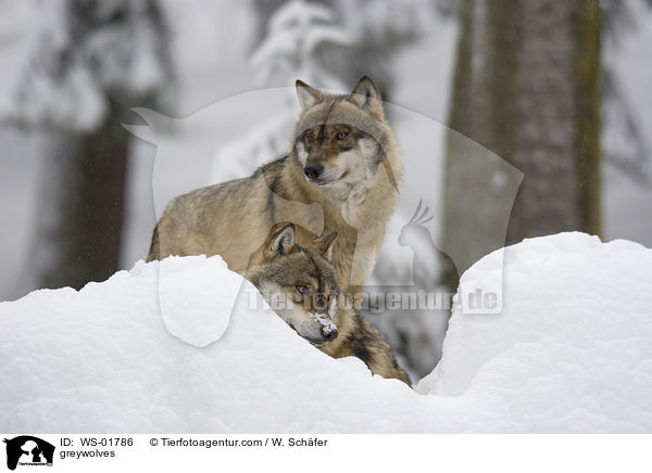 Grauwlfe / greywolves / WS-01786