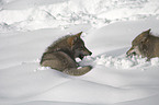 greywolves in the snow