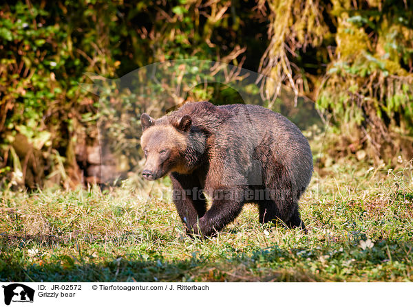 Grizzly bear / JR-02572