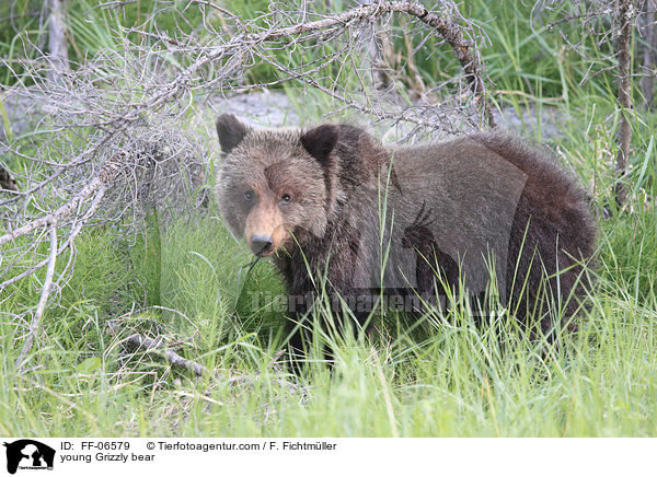 young Grizzly bear / FF-06579