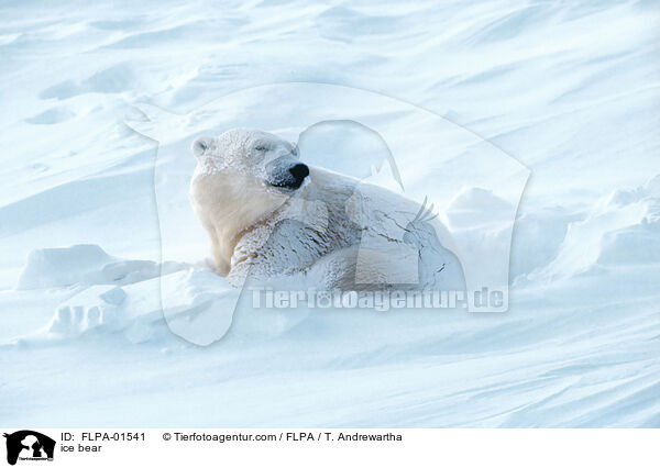 ice bear / FLPA-01541