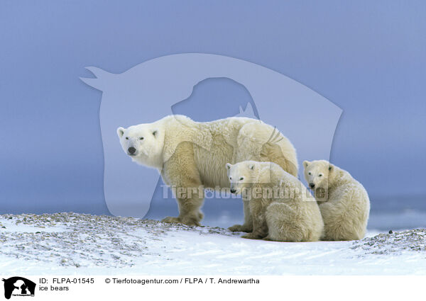 ice bears / FLPA-01545