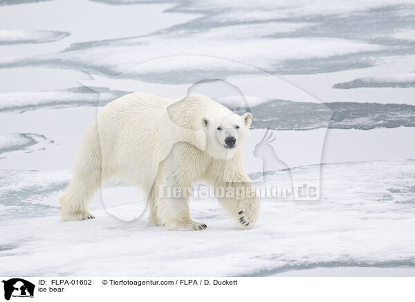 ice bear / FLPA-01602