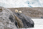 walking Ice Bears