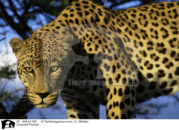 Leopard Portrait / Leopard Portrait / AW-01195