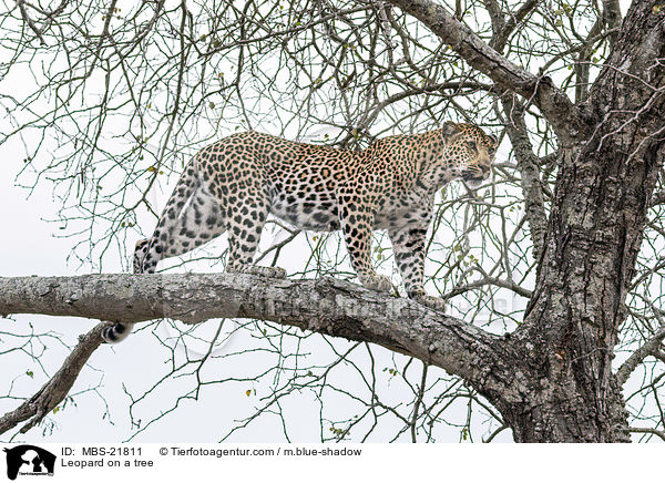 Leopard on a tree / MBS-21811