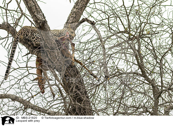 Leopard with prey / MBS-21820