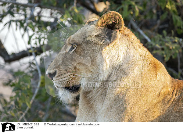 Lion portrait / MBS-21089