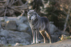 standing Mackenzie Valley Wolf