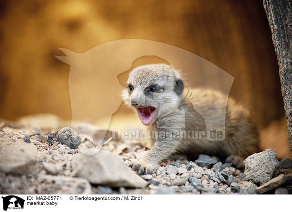 meerkat baby / MAZ-05771