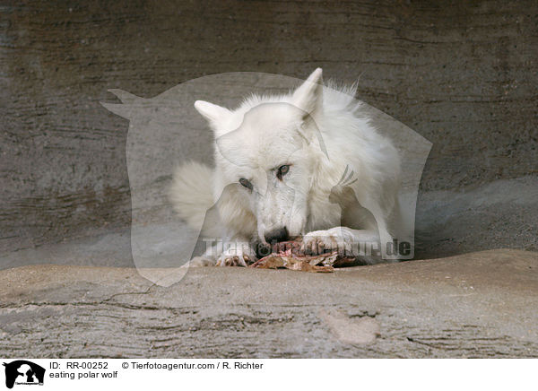 eating polar wolf / RR-00252