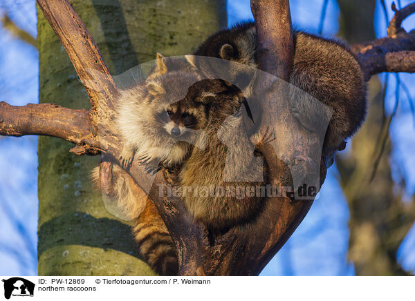 Waschbren / northern raccoons / PW-12869