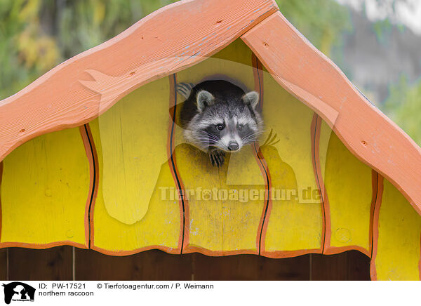 northern raccoon / PW-17521