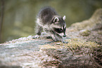 young raccoon