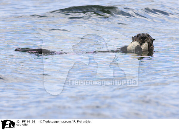 sea otter / FF-14193