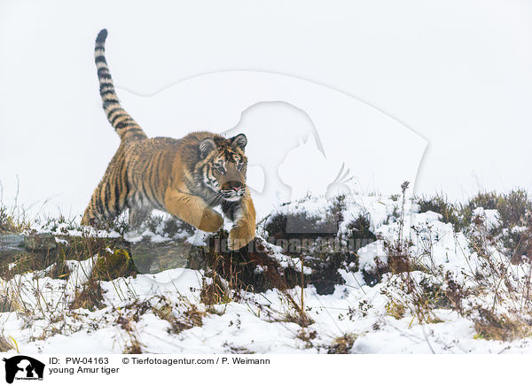 young Amur tiger / PW-04163