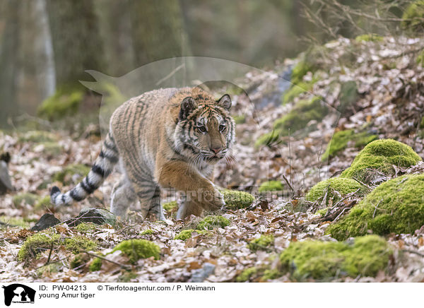 young Amur tiger / PW-04213