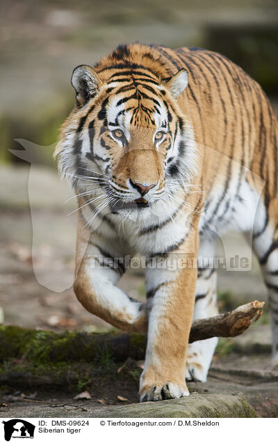 Siberian tiger / DMS-09624