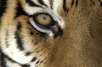 Siberian tiger eye
