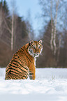 Siberian Tiger sits in the snow