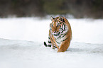 Siberian tiger walks through the snow