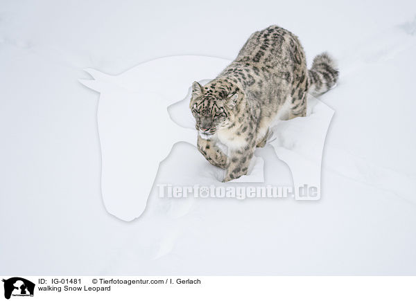 walking Snow Leopard / IG-01481