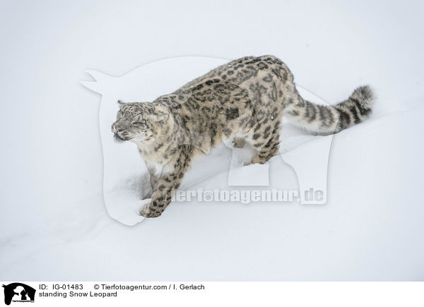 standing Snow Leopard / IG-01483