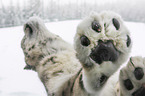 Snow Leopard paws