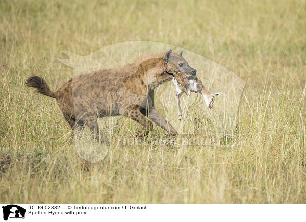 Spotted Hyena with prey / IG-02882