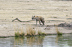 walking Spotted Hyena