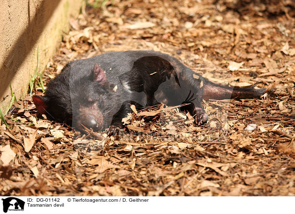 Tasmanian devil / DG-01142