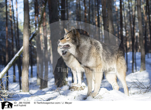 Wolfshybrid / wolf hybrid / JM-19296