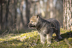wolf hybrid cub
