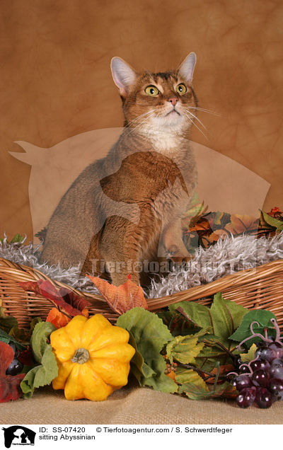 sitting Abyssinian / SS-07420