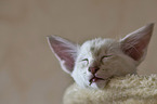 sleeping Balinese kitten