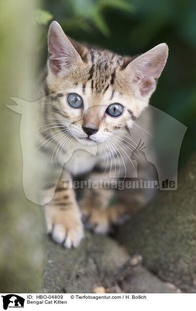 Bengal Cat Kitten / HBO-04809