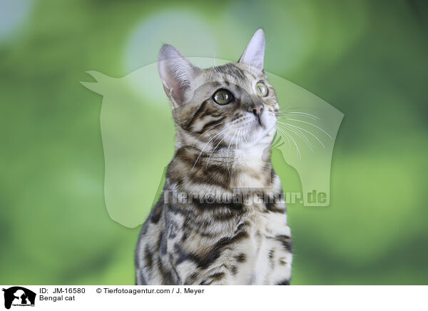 Bengal cat / JM-16580