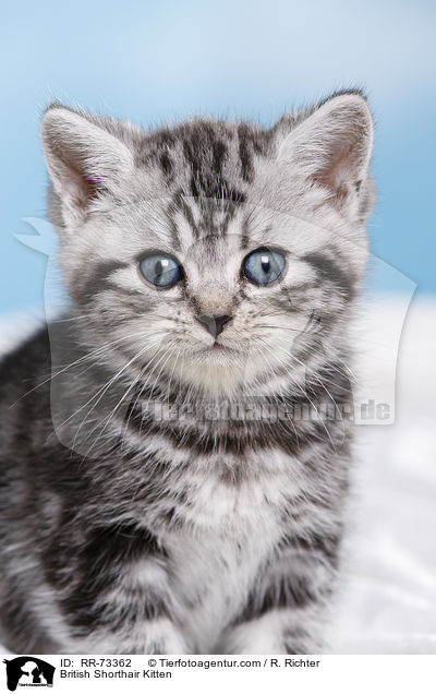 British Shorthair Kitten / RR-73362
