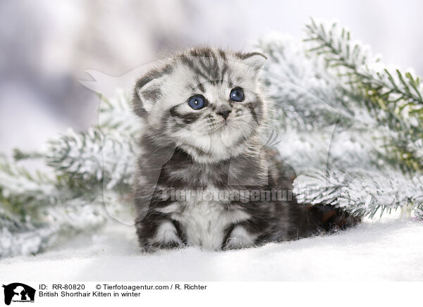 British Shorthair Kitten in winter / RR-80820