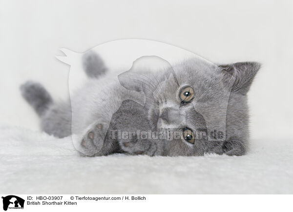 British Shorthair Kitten / HBO-03907