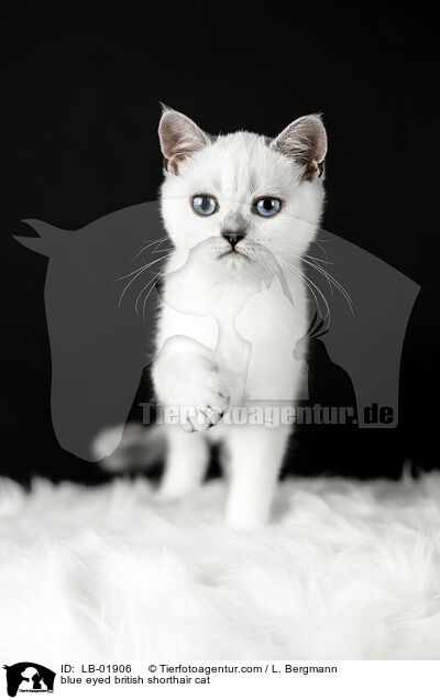 blue eyed british shorthair cat / LB-01906