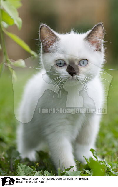 British Shorthair Kitten / HBO-04659