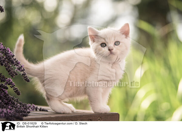 British Shorthair Kitten / DS-01629