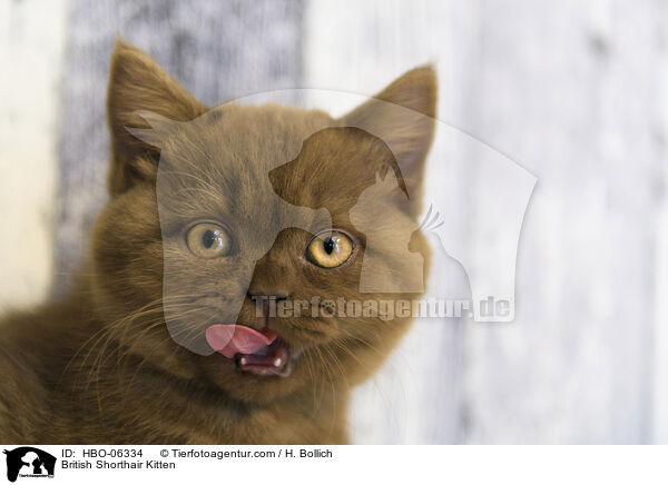 British Shorthair Kitten / HBO-06334