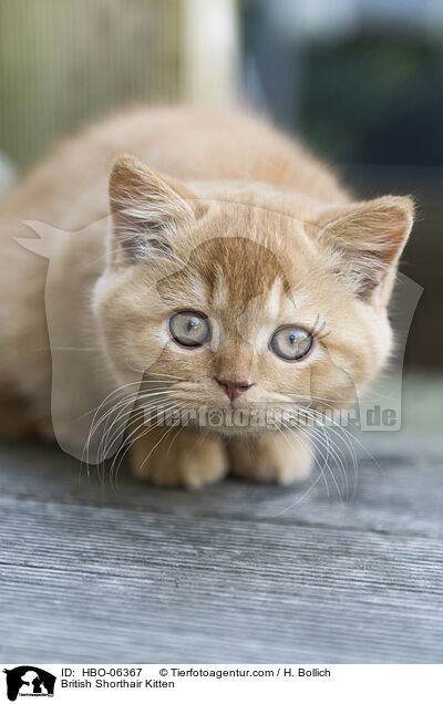 British Shorthair Kitten / HBO-06367