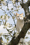 British Shorthair on tree