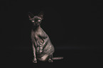 Canadian Sphynx in front of a black background