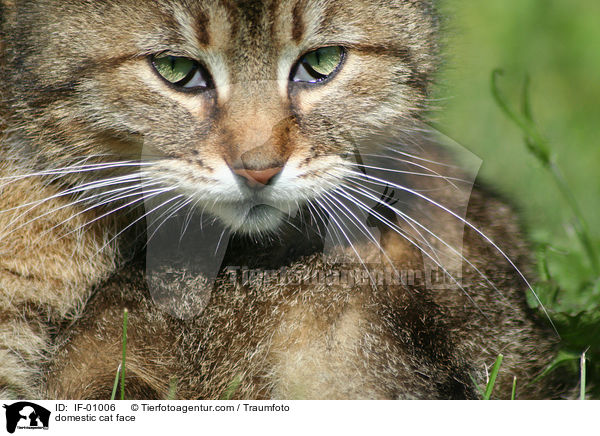 domestic cat face / IF-01006